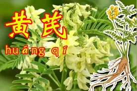 路边常见的黄芪小草，原来是一种草药，在户外怎么认识黄芪呢？图片