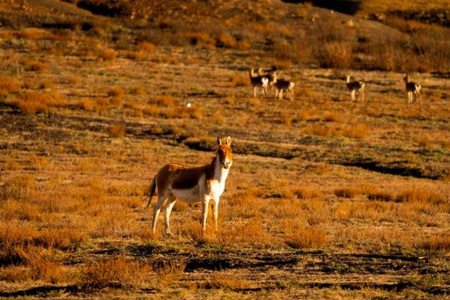 【辉煌60年·新时代西藏答卷】哲古草原:与藏野驴的秋日私语