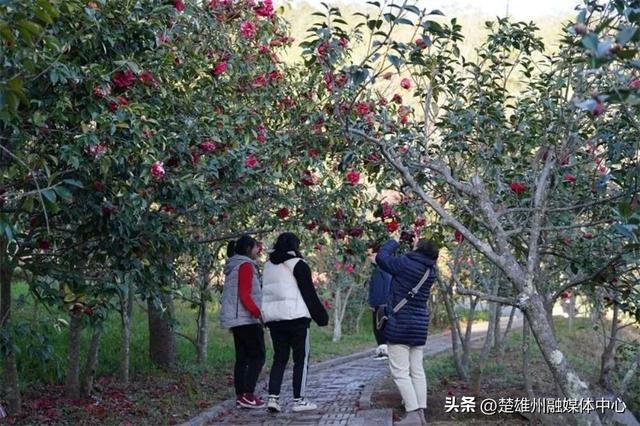 不限次入园！楚雄一景区门票年卡、优惠卡正在办理🤩