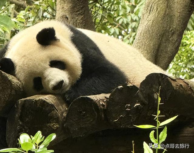 跟着法国总统游成都，24小时内去了哪些景点？成都真的太美了！