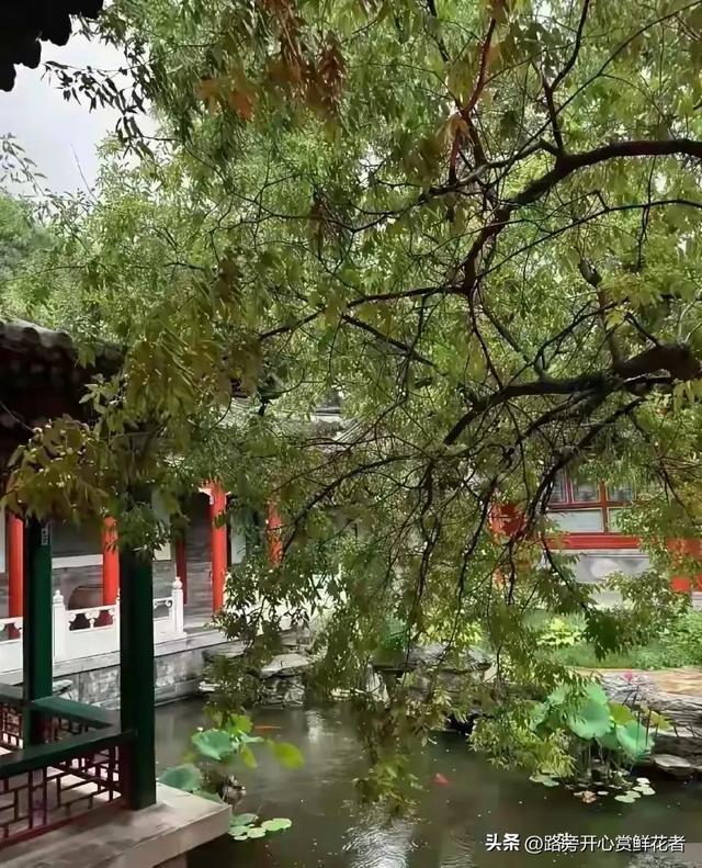 李湘在平台晒自家北京小院，大到让网友以为是景区，真的太有钱了