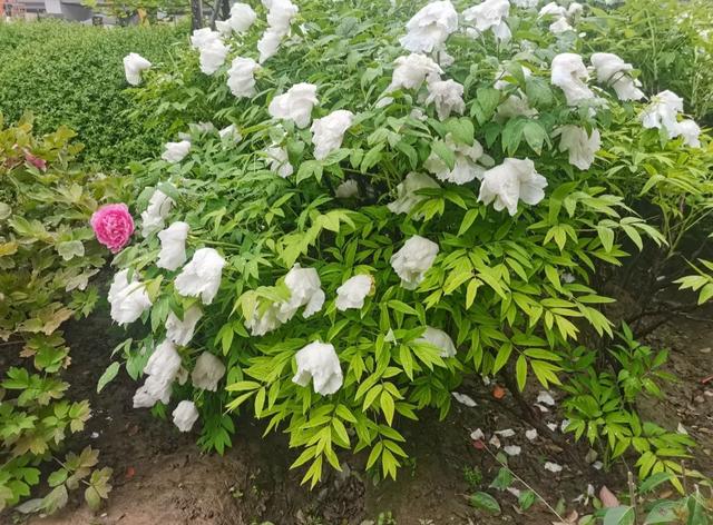 西安牡丹苑游记