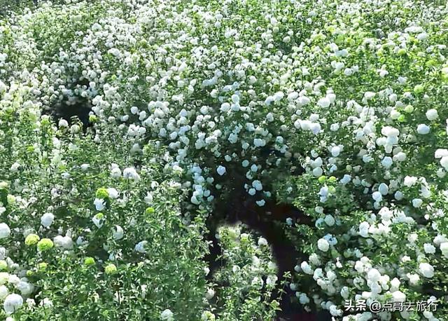 成都木绣球开爆了，免费才是最美的，形成3D风景，真叫人疯狂！