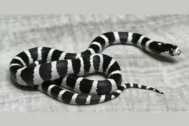 慎点！分布在广东的七大毒蛇，你见过吗？如果被它们咬了会怎样？图片