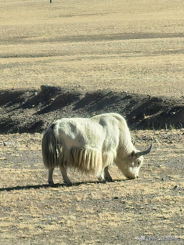 喀什经317到成都，尼玛-班戈，途经达则措、恰规措、色林措
