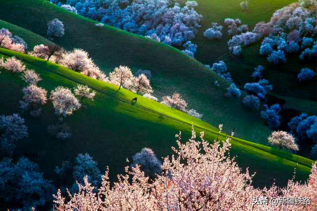 春来新疆花先知，坐着火车带你“慢”游花花世界！