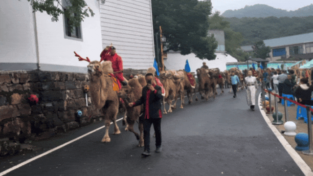 驼铃响江南~阿拉善驼队走进绍兴坡塘村，村书记大呼“我们成骆驼村啦！”