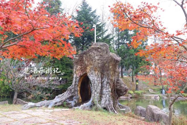 美到封神？余姚这处风景确实名不虚传，斑斓风景正值最佳观赏季