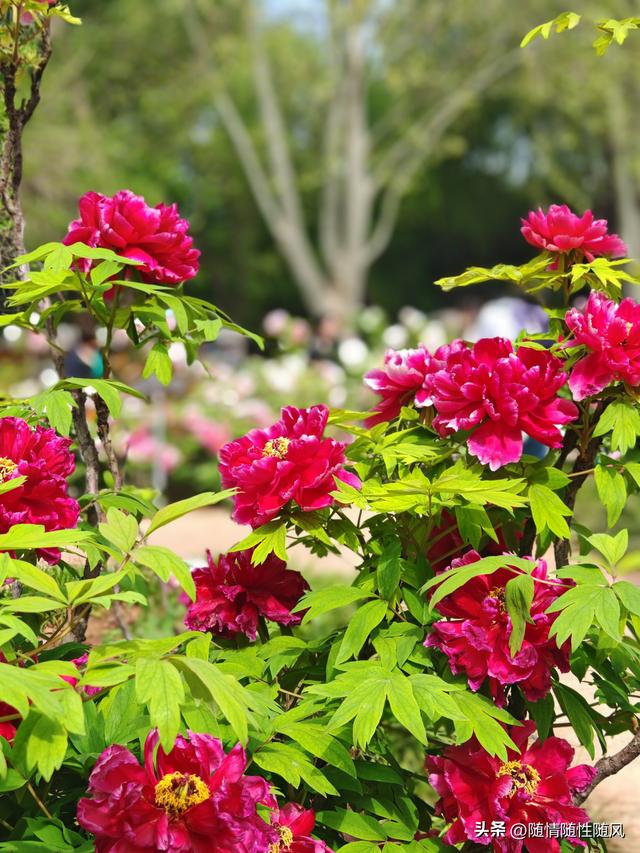 身为洛阳人，年年去牡丹园看花