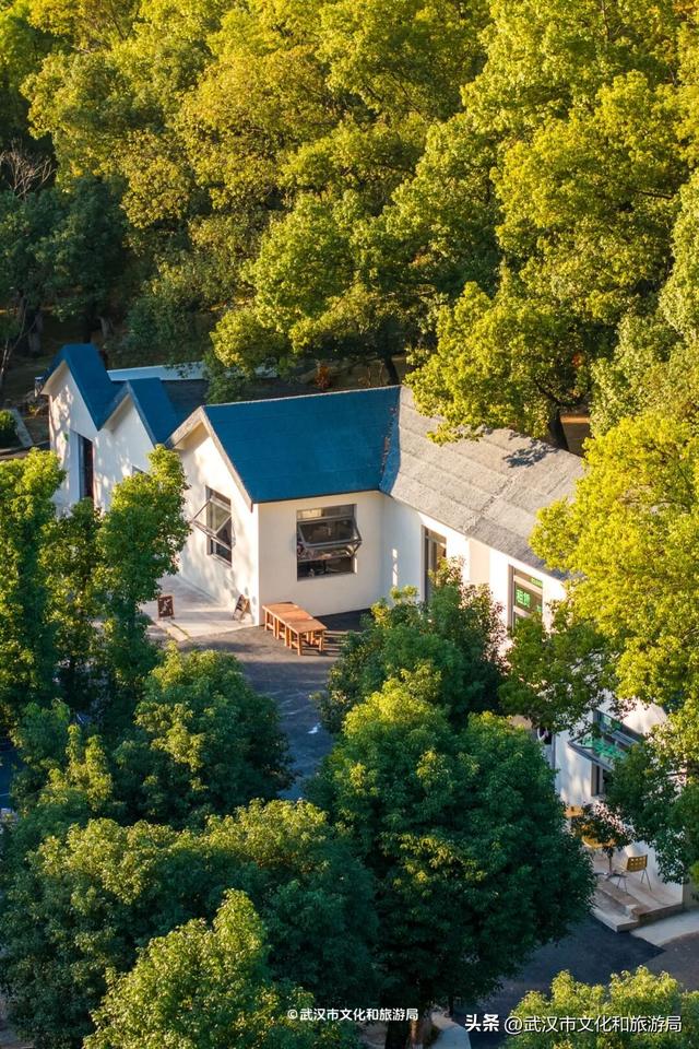 直冲20°C！武汉赏秋天花板，上新3个玩法