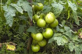 种植蔬菜这些坑要避开，十个有九个不听，几个古老方法永远都受益图片