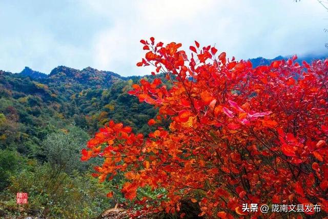醉美文县：秋色斑斓大岭梁
