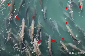 长江的“哭泣”！长达2米的巨型鱤鱼捕食，十年禁渔养虎为患？图片