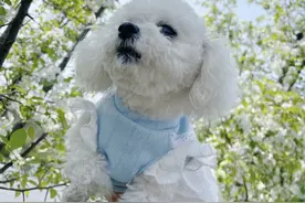 狗狗心脏病|家庭版养护分享图片