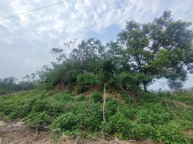 章丘龙山平陵城古城墙，位列国保的遗址公园。