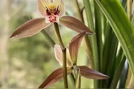 “浇水越勤死越快！5个‘作死’偏方，懒人把兰花养成传家宝！”图片