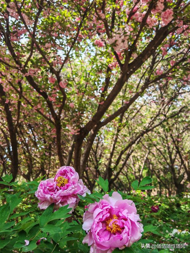 身为洛阳人，年年去牡丹园看花
