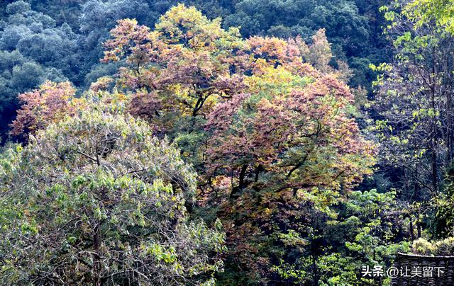 贵州贵阳乌当区的柿子和彩林，体验初冬之韵