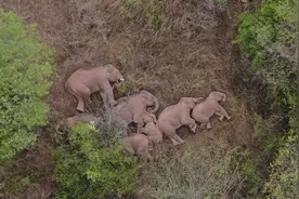 这一次，不得不去西双版纳了！图片