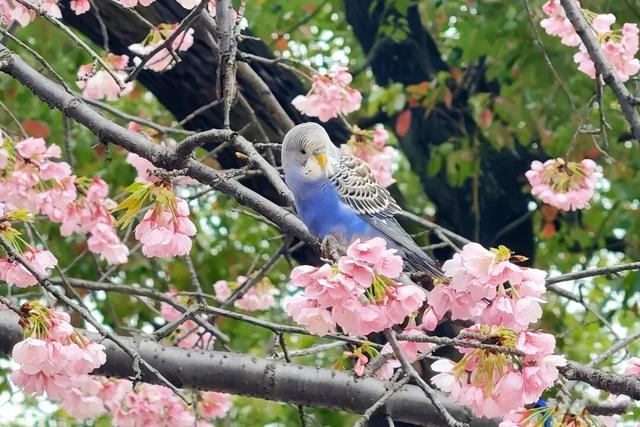 快来芙蓉区晓园公园，共赴一场春日樱花的约定！