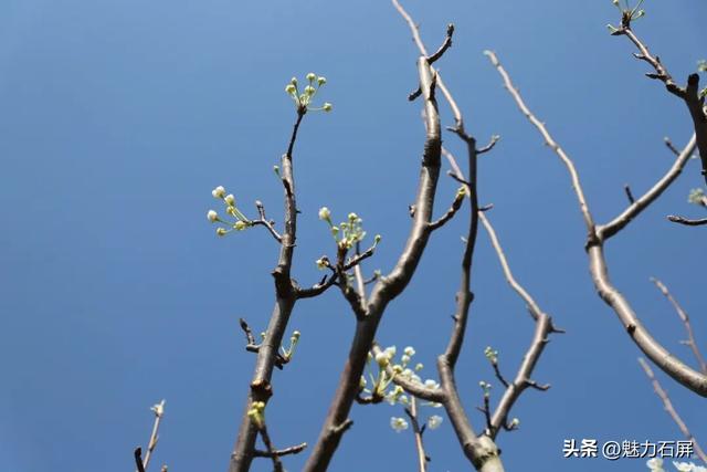 来石屏牛街赴一场与繁花的诗意之约~