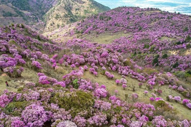 还没结束的花事，槽点太多了！