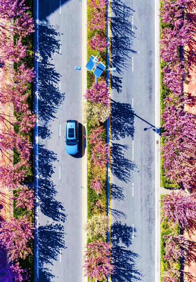 滨海新区生态城“樱花大道”惊艳盛放，美出圈啦~