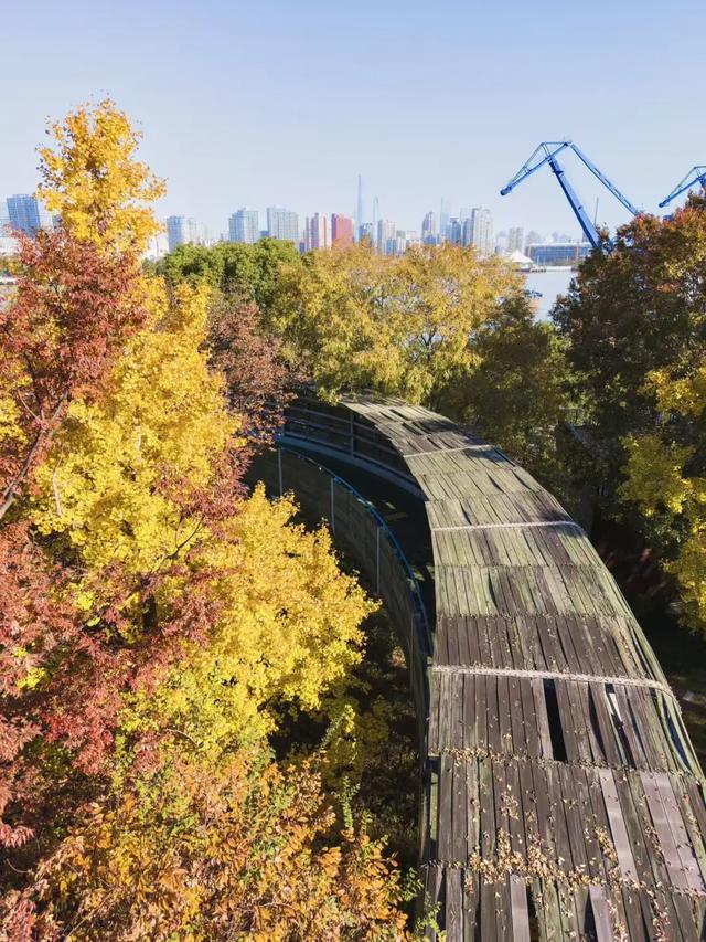 上海银杏浓度已达99%！这份含“金”量超高的浪漫别错过→