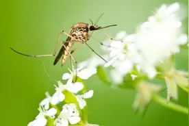 蚊子究竟有多可怕？一年害死70万人，远超其他猛兽！能全灭绝吗？图片