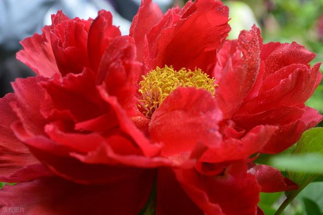 牡丹花海醉游人