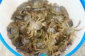 首批黄浦江大闸蟹抢“鲜”上市，“大个头”占到近七成图片