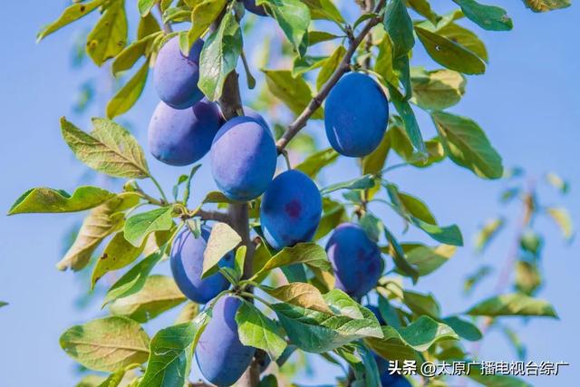 寻迹尖草坪丨美美Sunday~从日出嗨到星光，尖小宝带你24小时玩转尖草坪！