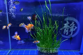 凡是鱼缸出现以下情况的，都说明我们的鱼缸水质根本就没有稳定图片