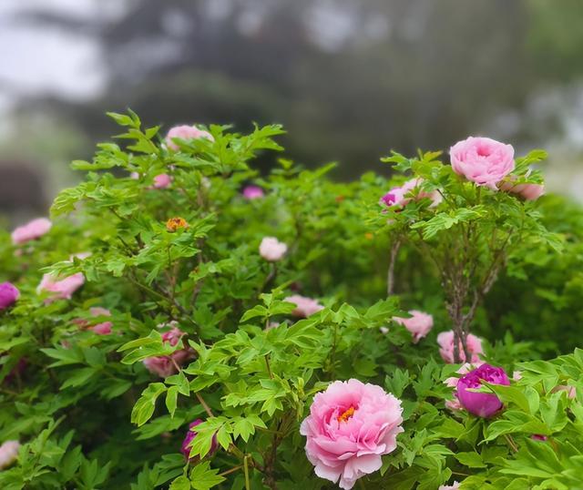 给80棵树搬家！石家庄2万株牡丹花海仅5元