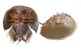 地球上唯一的蓝血生物，中国鲎现身大亚湾，全身是宝被逼入绝境图片