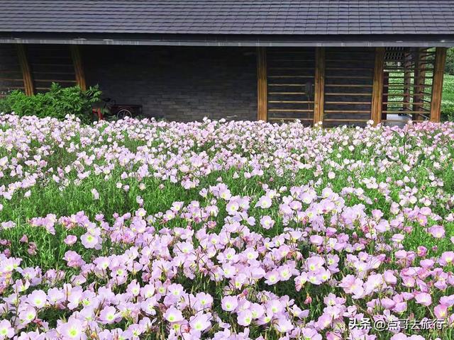 成都被严重低估的赏花地，最火的月见草花又回来了，太美了！