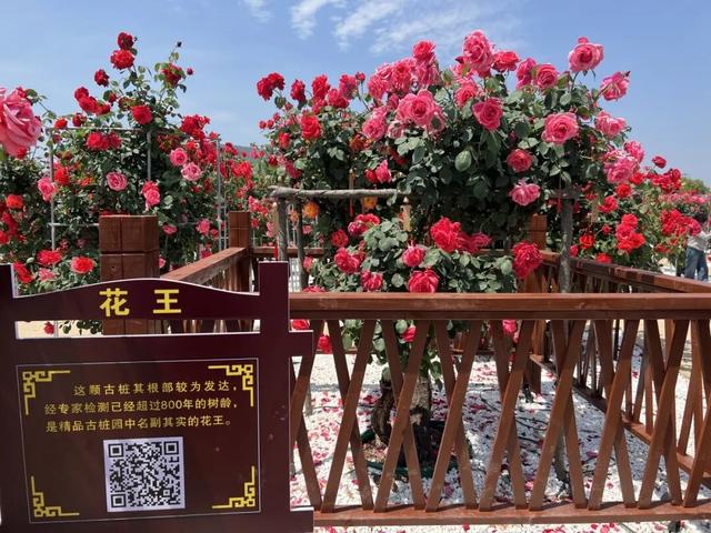 一园月季韵，满城春日情｜中国月季园月季文化系列活动重磅登场