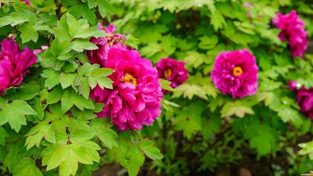 不要门票！乐山这处万株牡丹花海美爆了~（内含超实用美食攻略）