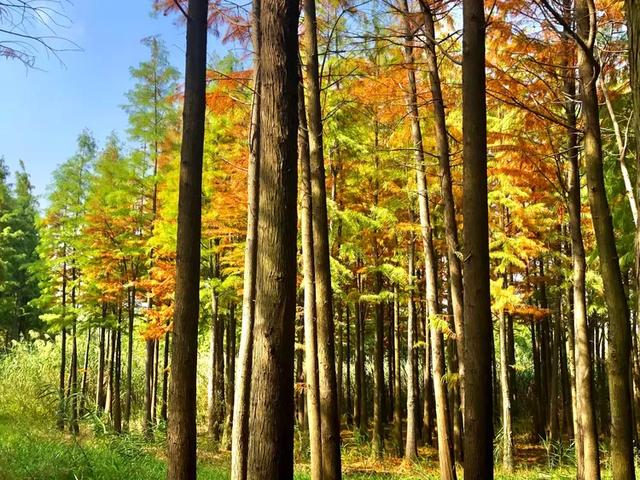 秋色斑斓美如画