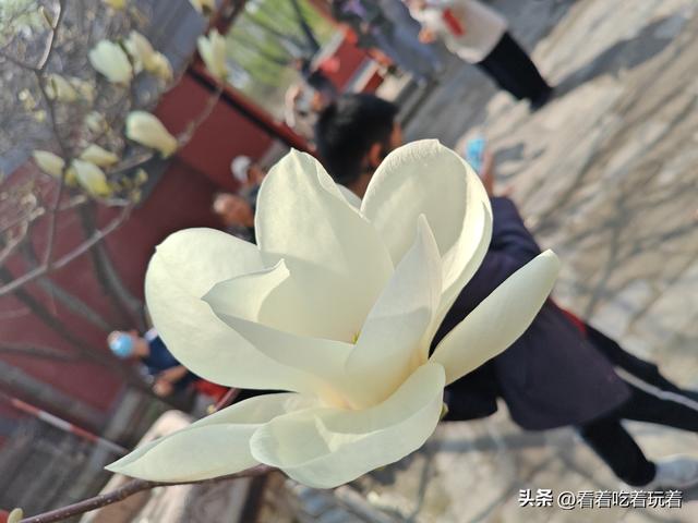 北京公园赏花记