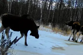 库都尔河国家湿地公园拍摄到国家一级保护野生动物驼鹿的珍贵影像图片
