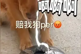 笑麻了！那群炸狗盆的人又回村了！狗子们又要开始狗盆保卫战了！图片