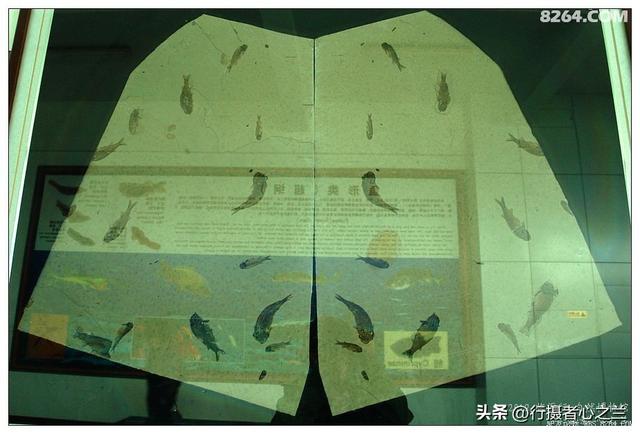 山东行游影记（30）—平邑天宇自然博物馆（五）