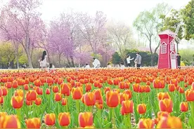 绿博园百万株郁金香盛放图片
