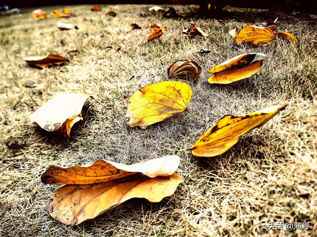 柳州故事我如黄叶飘零了