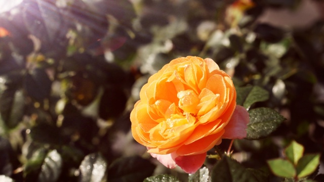 2026深圳国际月季文化年，精彩不打烊！