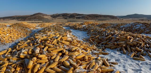 今日十月廿五，老话“十月廿五晴，遍地起坟头”，晴天有啥预兆？