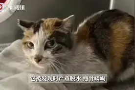 多吃了老鼠还是偷吃了狗粮？中国狸花猫偷渡到美利坚！图片