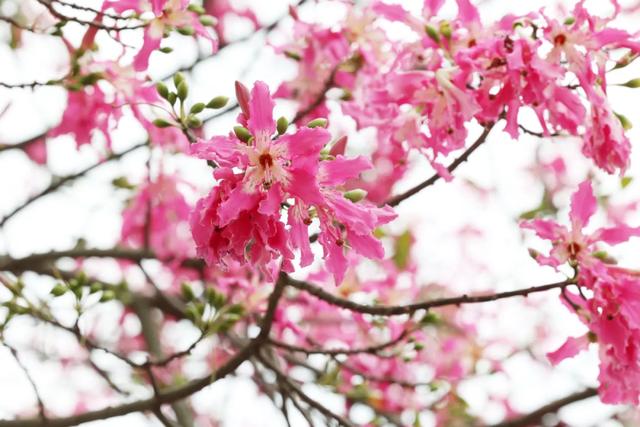 美翻了！石碣街头异木棉盛放，一树树粉花演绎都市浪漫