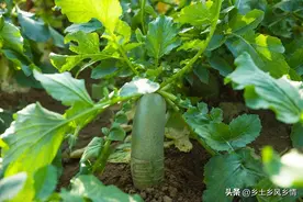 种白萝卜想要高产，只需用这一招，萝卜个头大，产量翻倍图片
